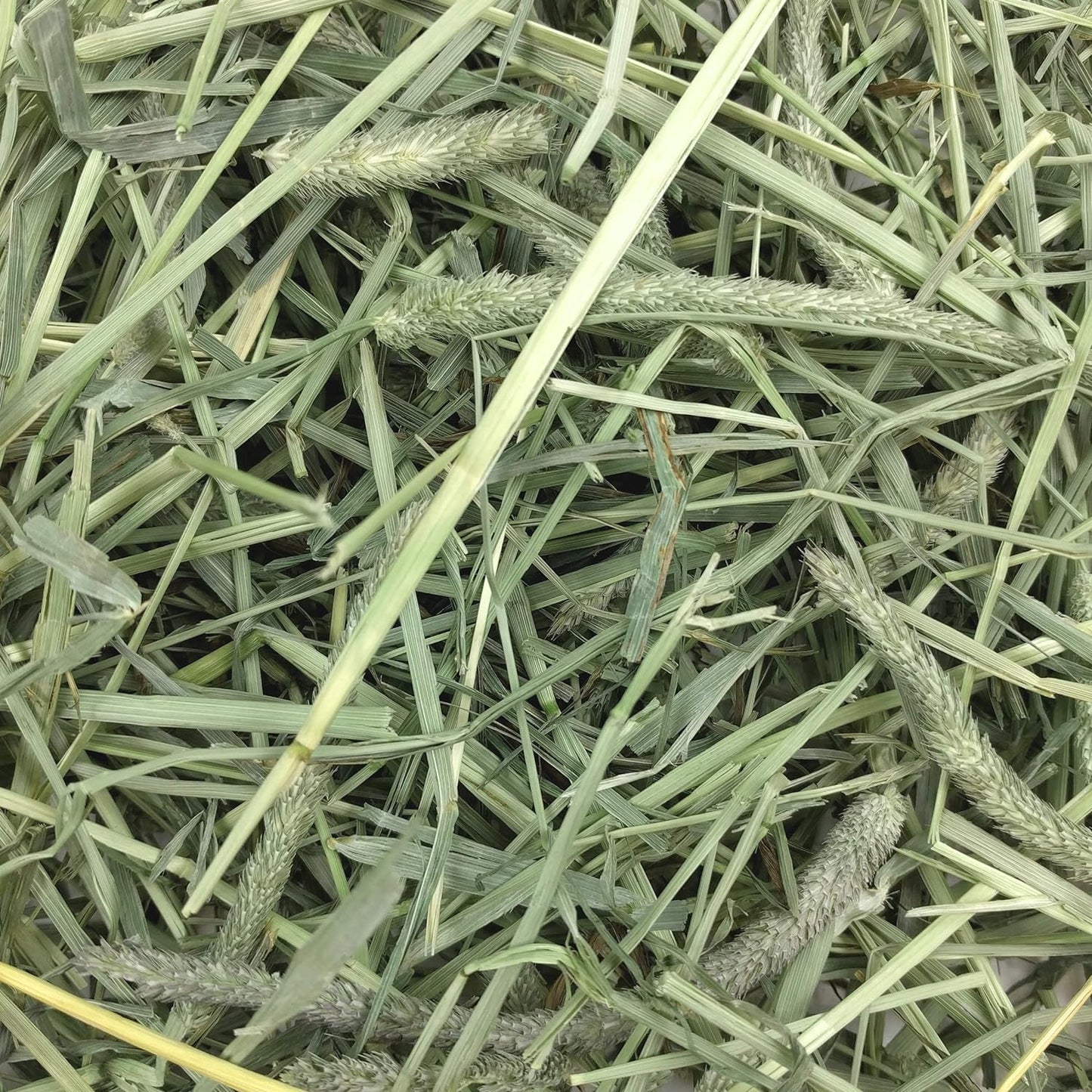 Animal Health Western Timothy Hay - All Natural Hay for Rabbits, Guinea Pigs, Chinchillas, Hamsters & Gerbils -Veterinarian Recommended- Grown in the USA-90 Oz.